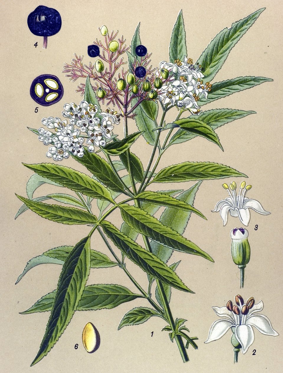 Botanisk bord, plante: Hieble hyldebær (Sambucus ebulus) af Unbekannter Künstler