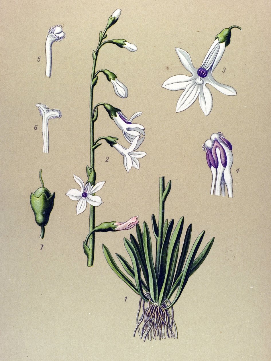 Botanisk bord, plante: Lobelia (Lobelia dortmanna) af Unbekannter Künstler