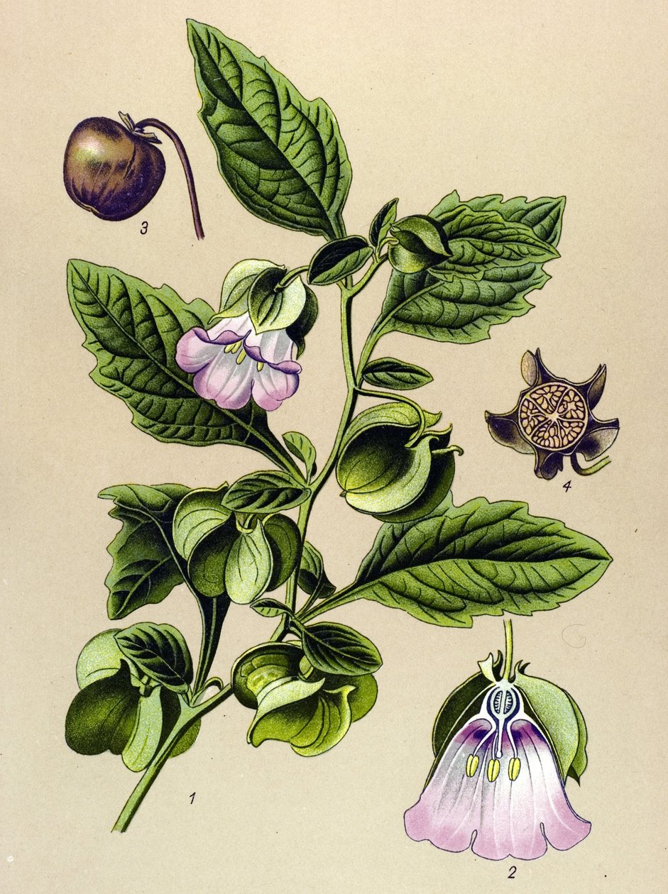 Botanisk bord, plante: Perou-pære eller Perou-æble (Nicandra physaloides) af Unbekannter Künstler