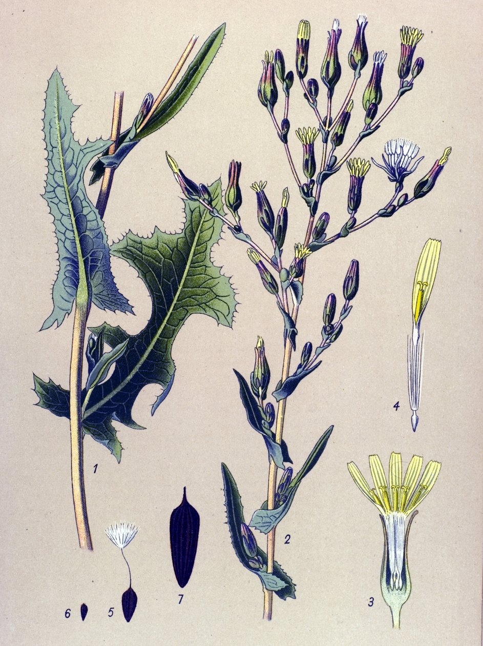 Botanisk bord, plante: Scarole salat eller vild salat (Lactuca scariola, Lactuca serriola) af Unbekannter Künstler