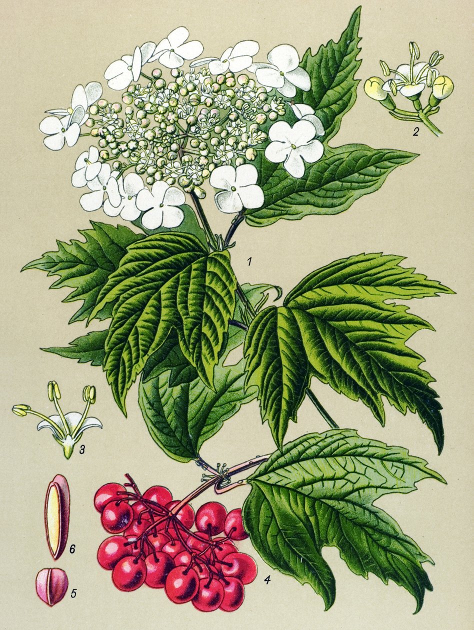 Botanisk tavle, plante: Viburnum ugle (Viburnum opulus) af Unbekannter Künstler