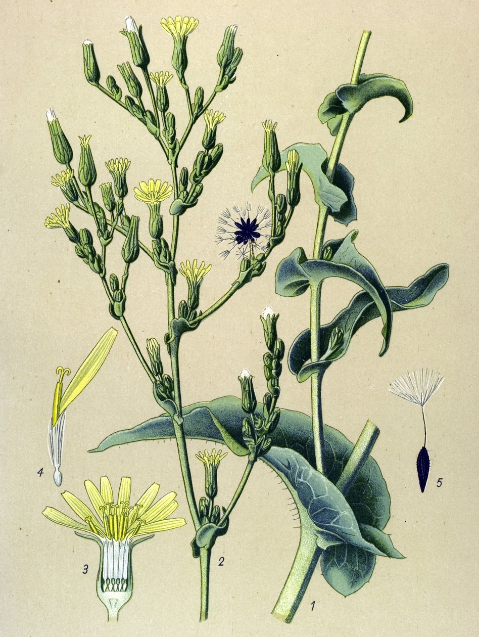 Botanisk bord, plante: ferous salat eller vild salat (Lactuca virosa) af Unbekannter Künstler