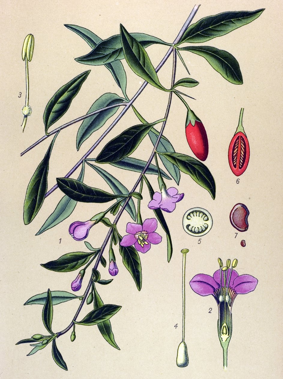 Botanisk bord, plante af traditionel kinesisk medicin: almindelig lyciet (Lycium halimifolium) af Unbekannter Künstler