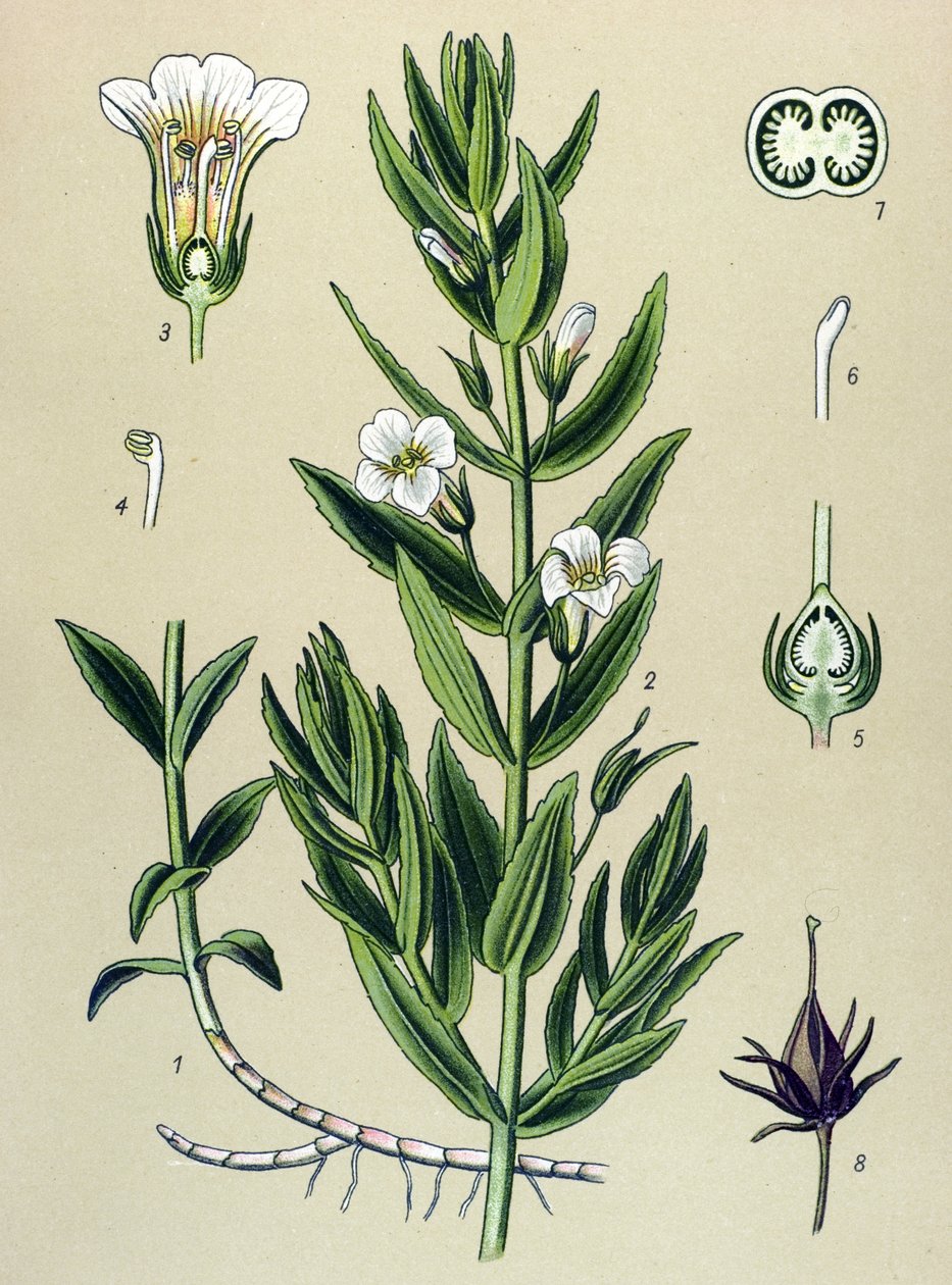 Botanisk tavle, plante: gratiole officinale (Gratiola officinalis) af Unbekannter Künstler