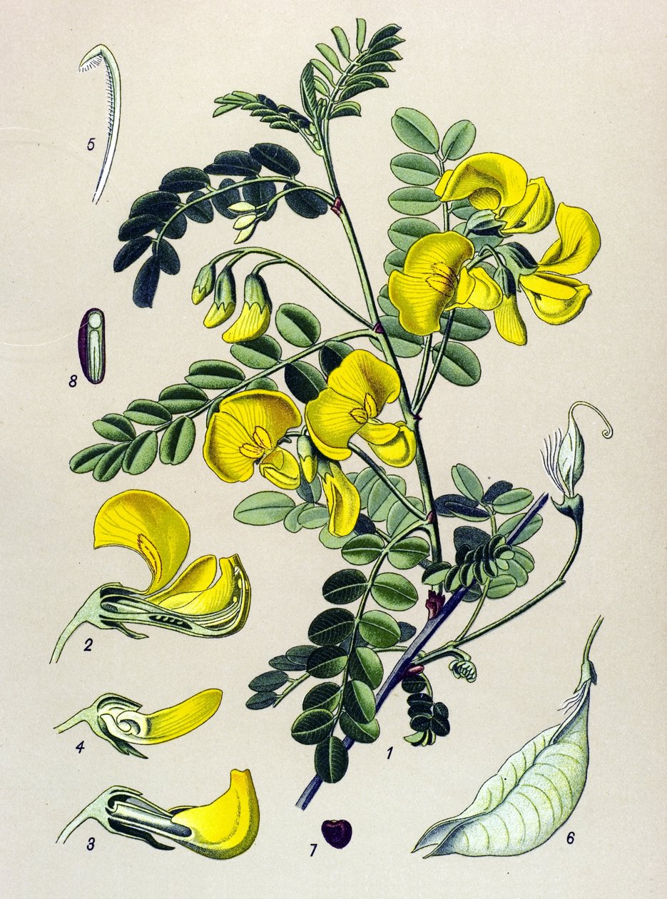 Botanisk tavle, plante: træbinder (Colutea arborescens) af Unbekannter Künstler