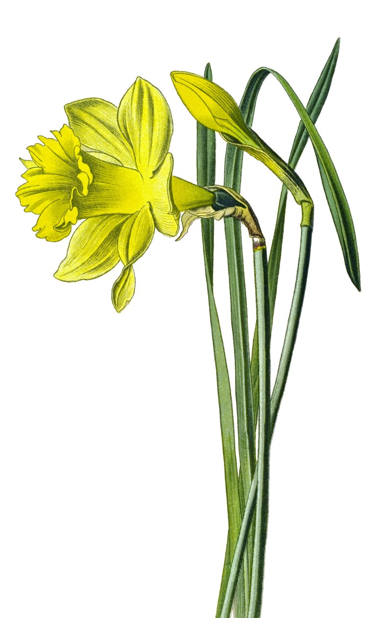 Botanisk bord, plante: gul narcissus eller trompetnarcissus (Narcissus pseudonarcissus) af Unbekannter Künstler