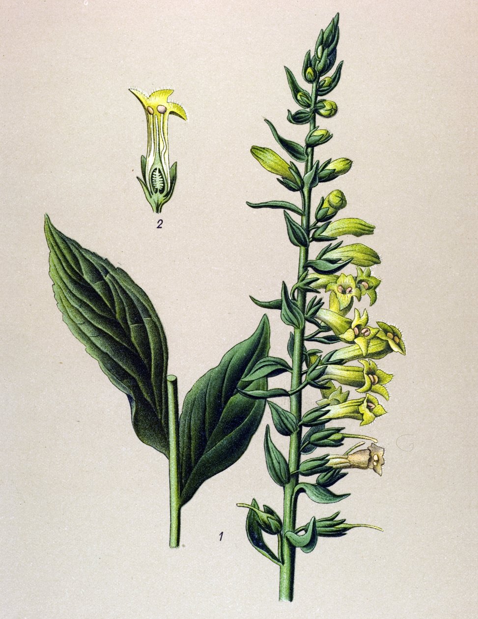 Botanisk tavle, plante: gul eller lille digital (Digitalis lutea) af Unbekannter Künstler