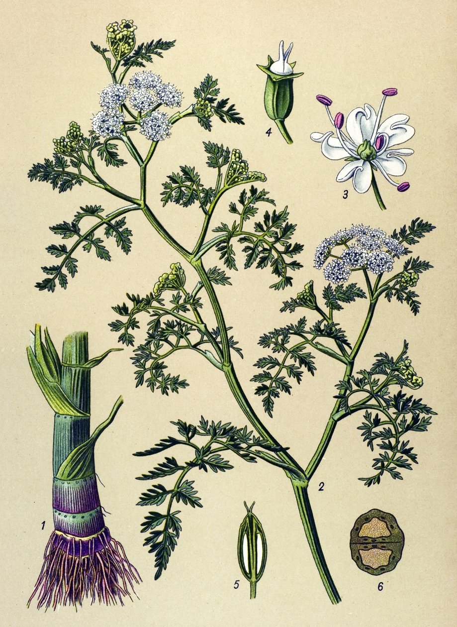 Botanisk bord, giftig og medicinsk plante: Aquatic Oenanthe (Oenanthe aquatica) af Unbekannter Künstler