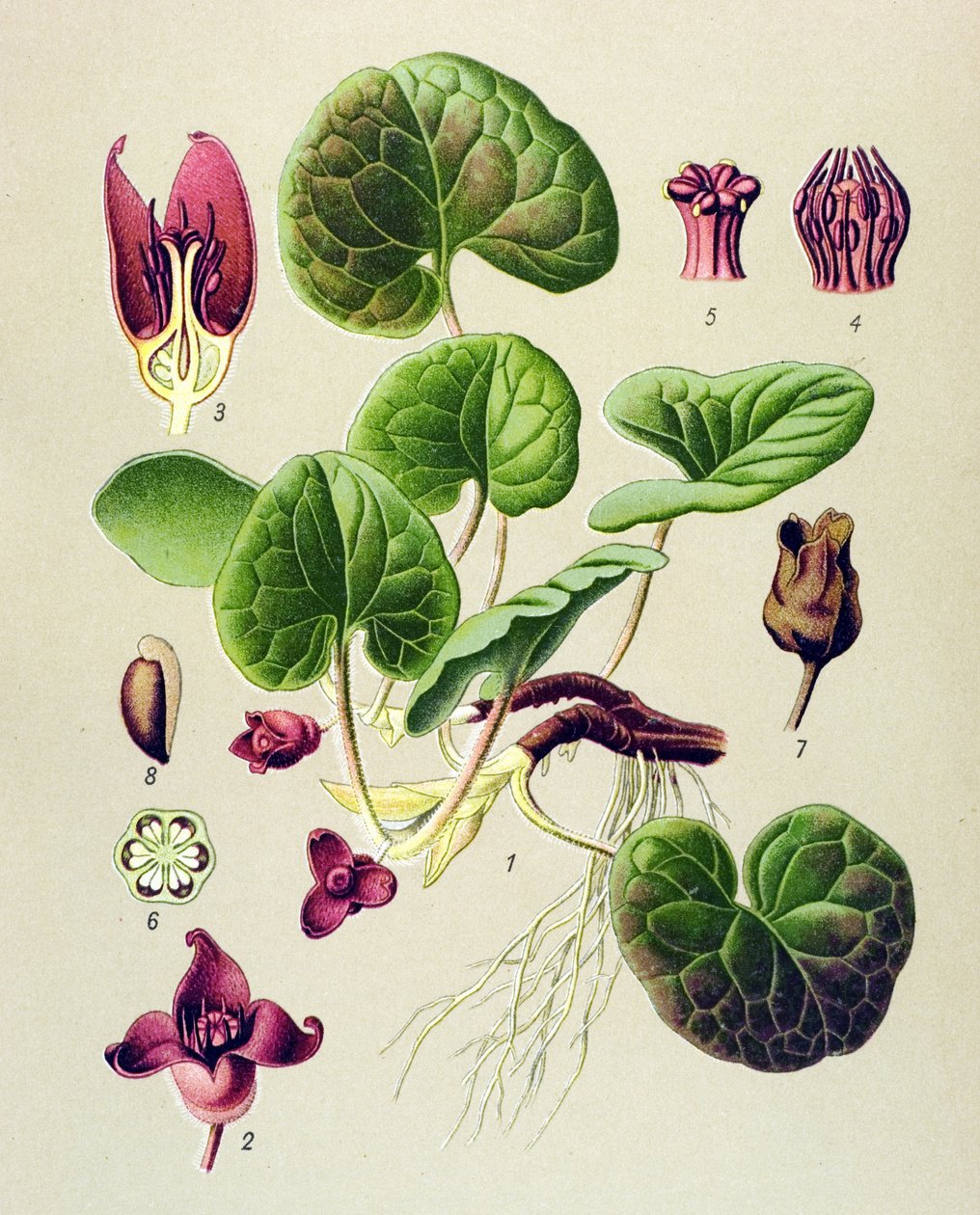 Botanisk bord, giftig og medicinsk plante: Asaret of Europe (Asarum europaeum) af Unbekannter Künstler