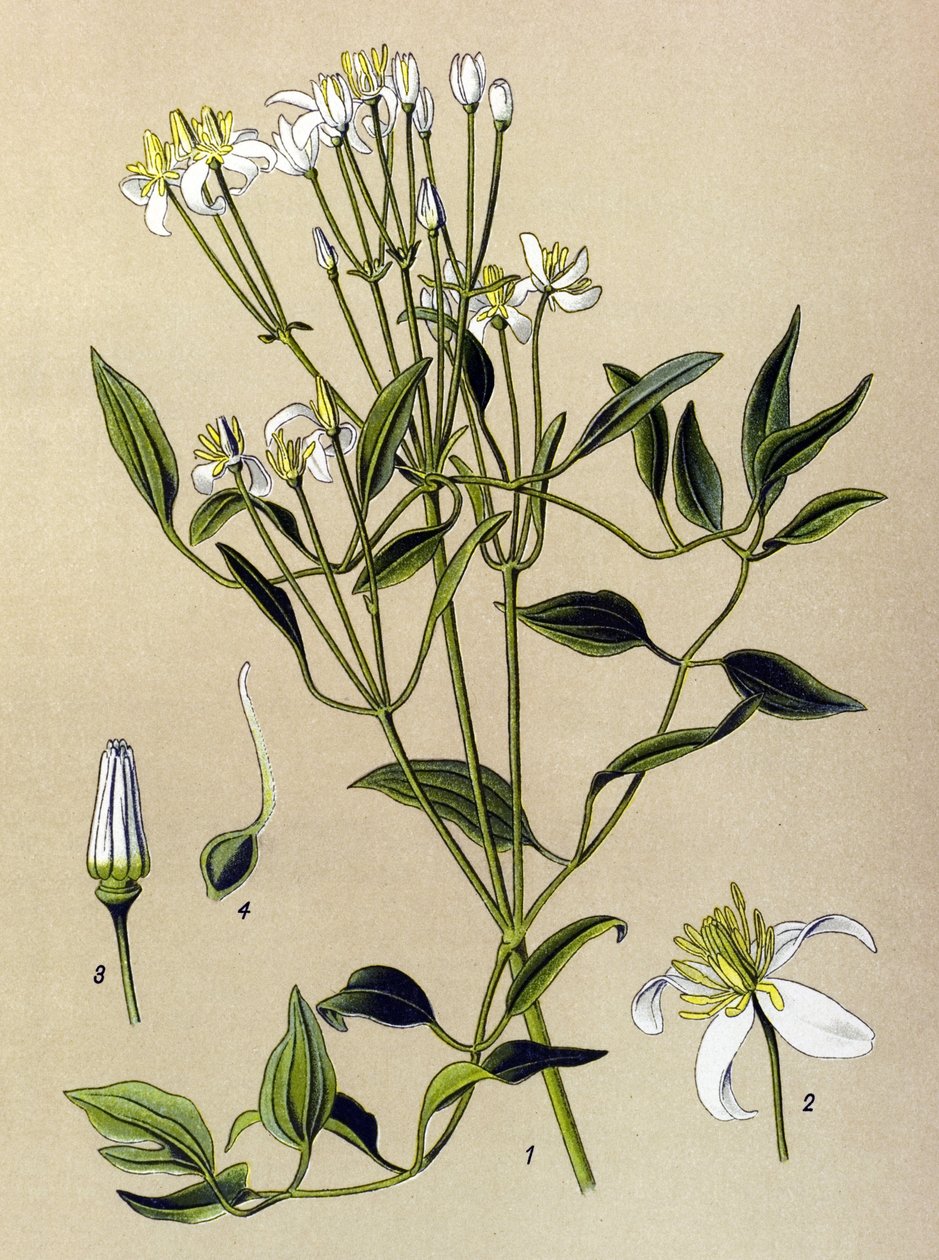 Botanisk tavle: giftig og lægeplante: Erigeret Clematis (Clematis recta) af Unbekannter Künstler