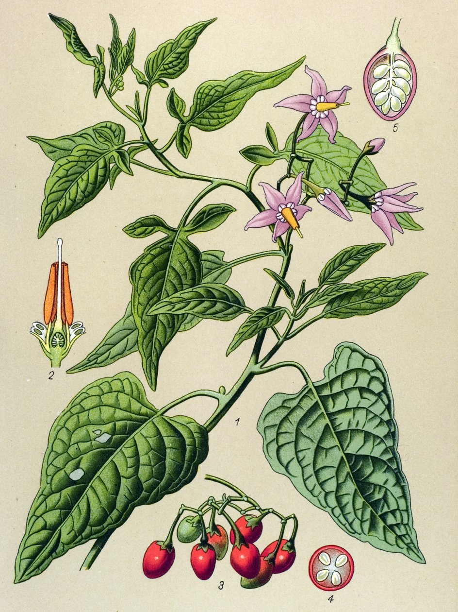 Botanisk bord, giftig og medicinsk plante: Den søde bitre (Solanum dulcamara) af Unbekannter Künstler