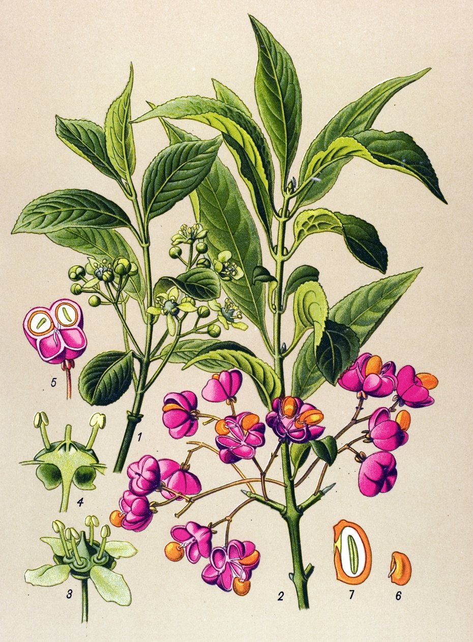 Botanisk bord, giftig plante: europæisk trækul (Euonymus europaeus) af Unbekannter Künstler