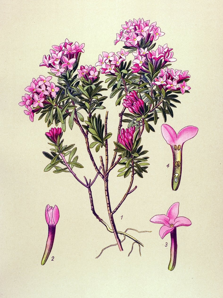 Botanisk bord, giftig plante: camelee eller camelee of the Alps (Daphne Cneorum) af Unbekannter Künstler