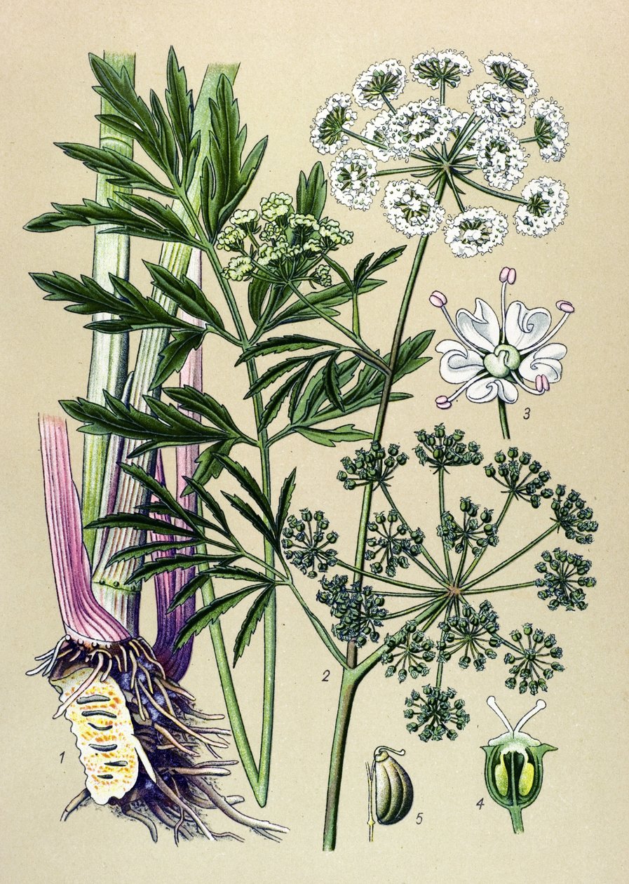 Botanisk plade, veneøs (giftig) og lægeplante: Vandhærde (Cicuta virosa). af Unbekannter Künstler
