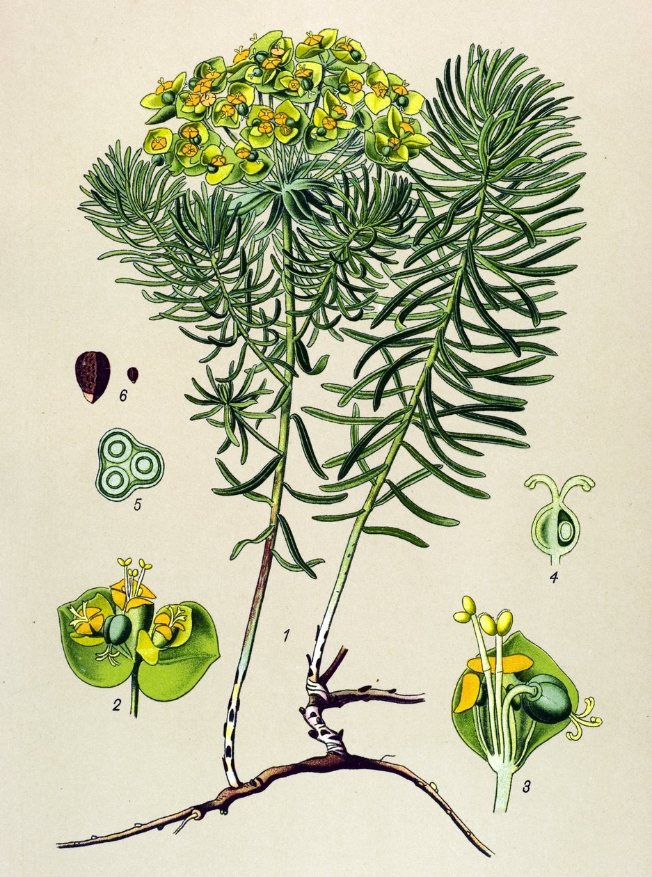 Botanisk bord, veneøs (giftig) og medicinsk plante: euphorbia small cypers (Euphorbia cyparissias) af Unbekannter Künstler
