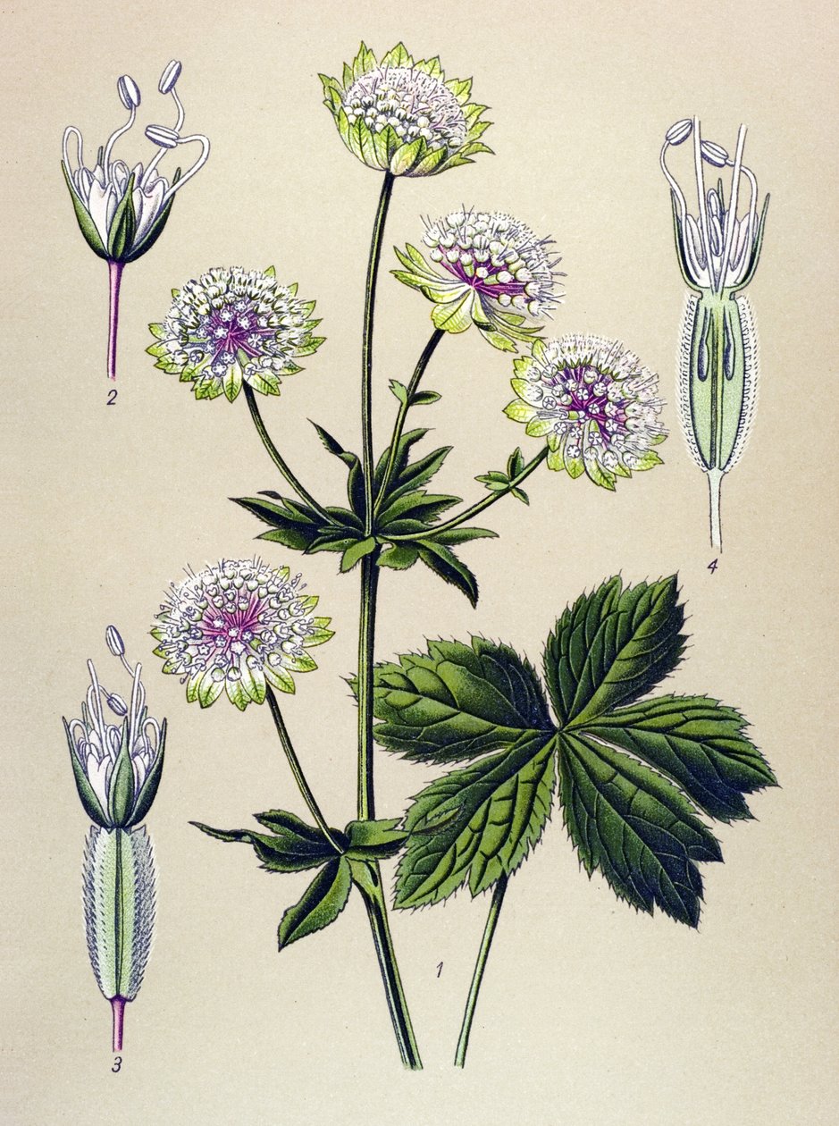 Botanisk bord, veneøs (giftig) og lægeplante: stor astrant (Astrantia major) af Unbekannter Künstler