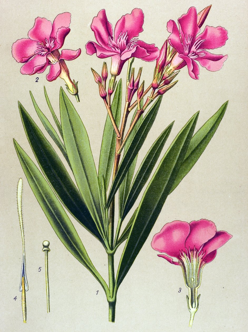 Botanisk bord, veneøs (giftig) og medicinsk plante: pink laurbærblad (Nerium oleander) af Unbekannter Künstler
