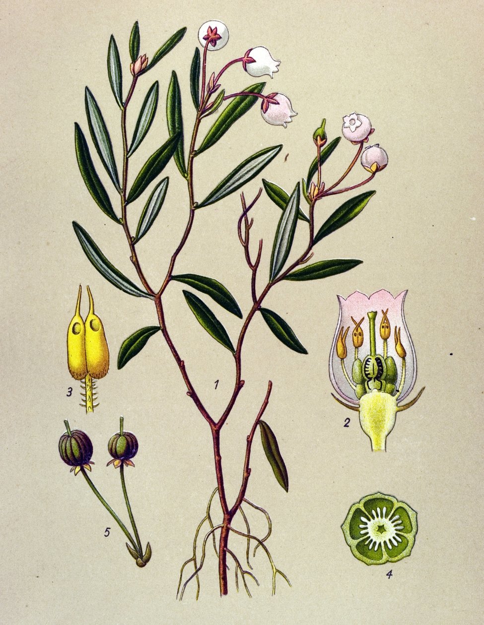 Botanisk bord, giftig plante (giftig): Andromeda har poloniumblade (Andromeda polifolia) af Unbekannter Künstler