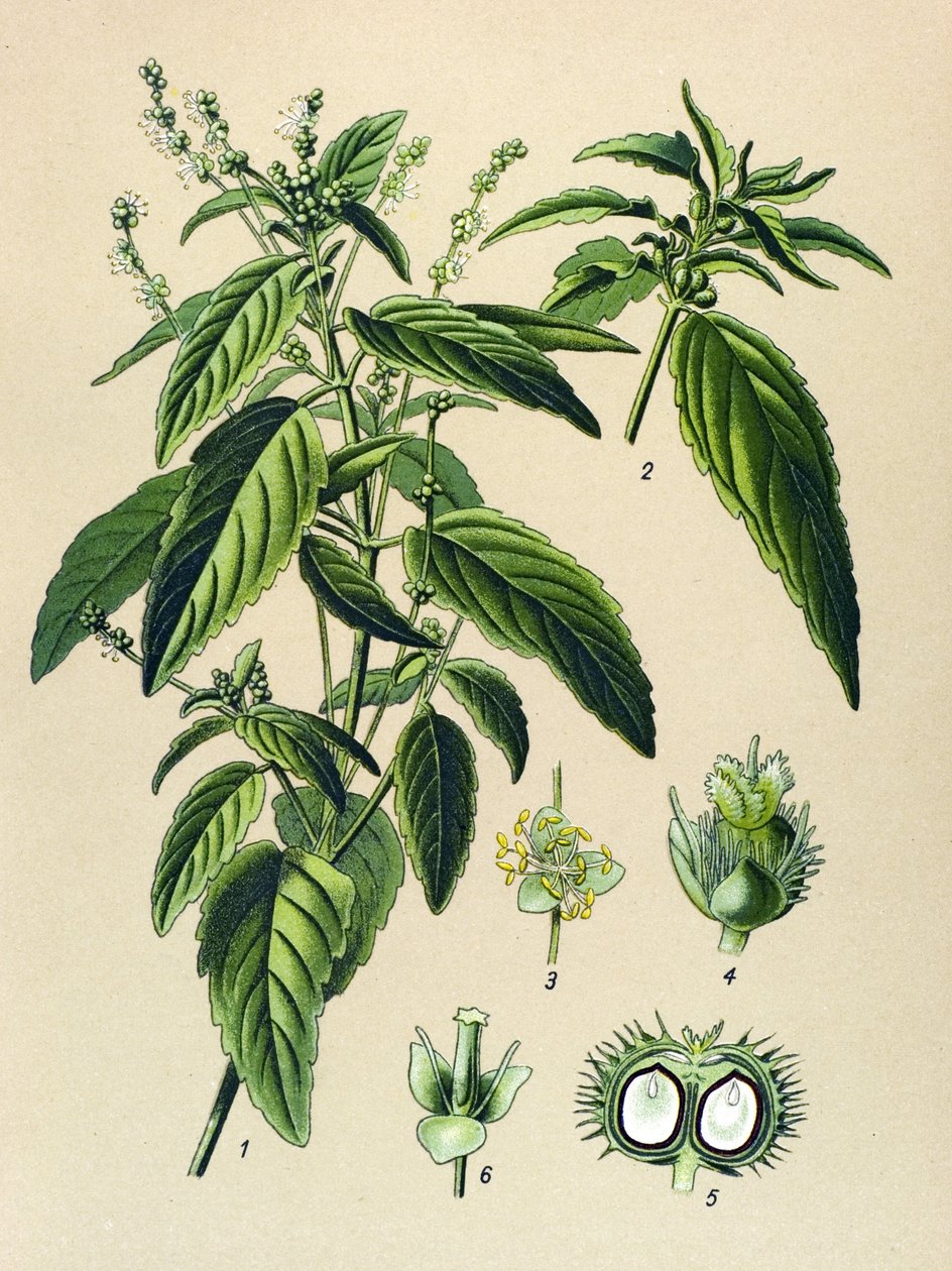 Botanisk tavle, giftig plante (giftig): Årlig kviksølv (Mercurialis annua) af Unbekannter Künstler