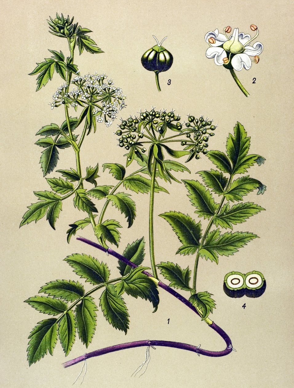 Botanisk tavle, venenøs plante (giftig): Berle (Berula angustifolia) af Unbekannter Künstler