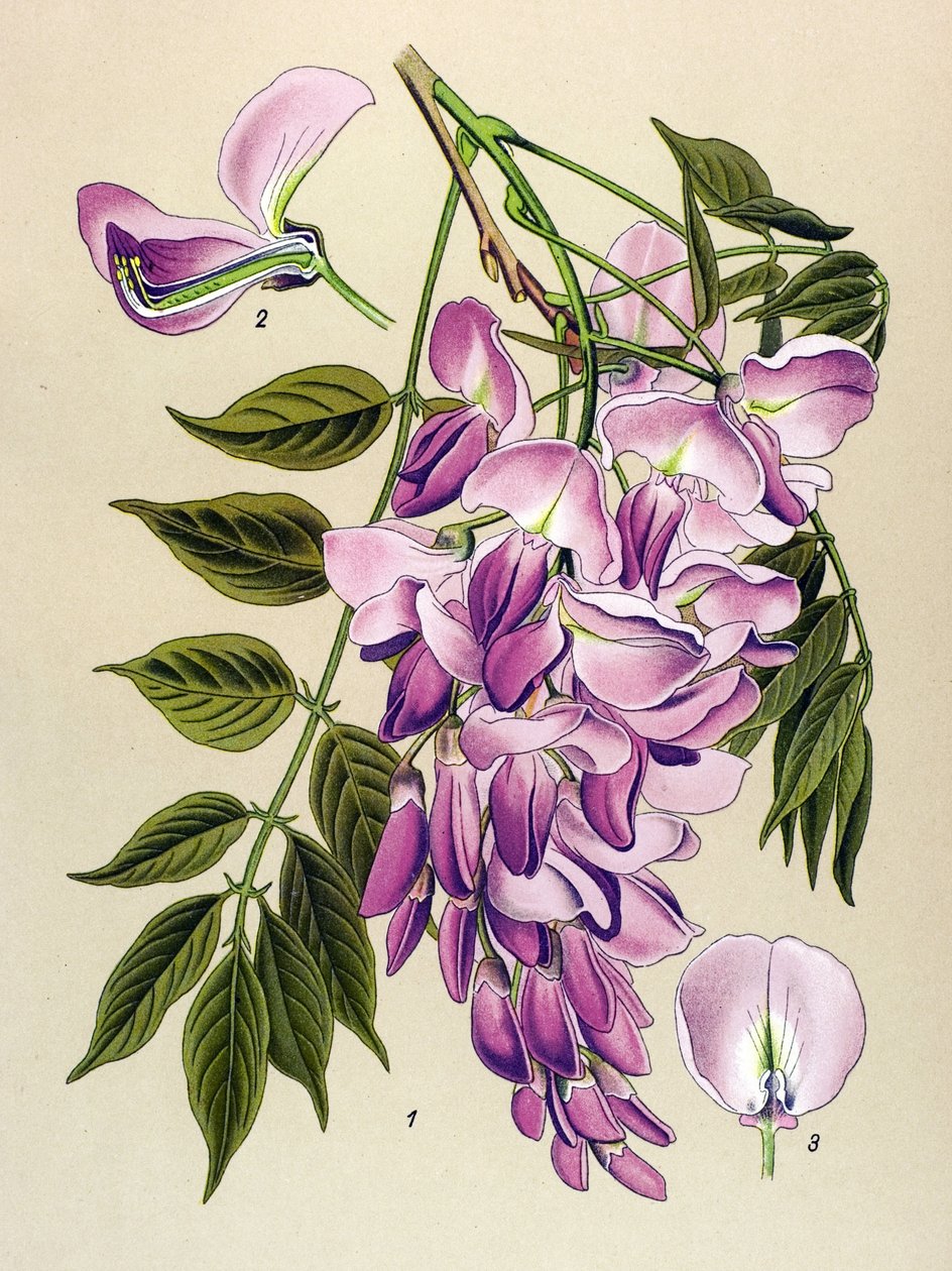 Botanisk bord, giftig plante (giftig): kinesisk glycin (Wisteria chinensis) af Unbekannter Künstler