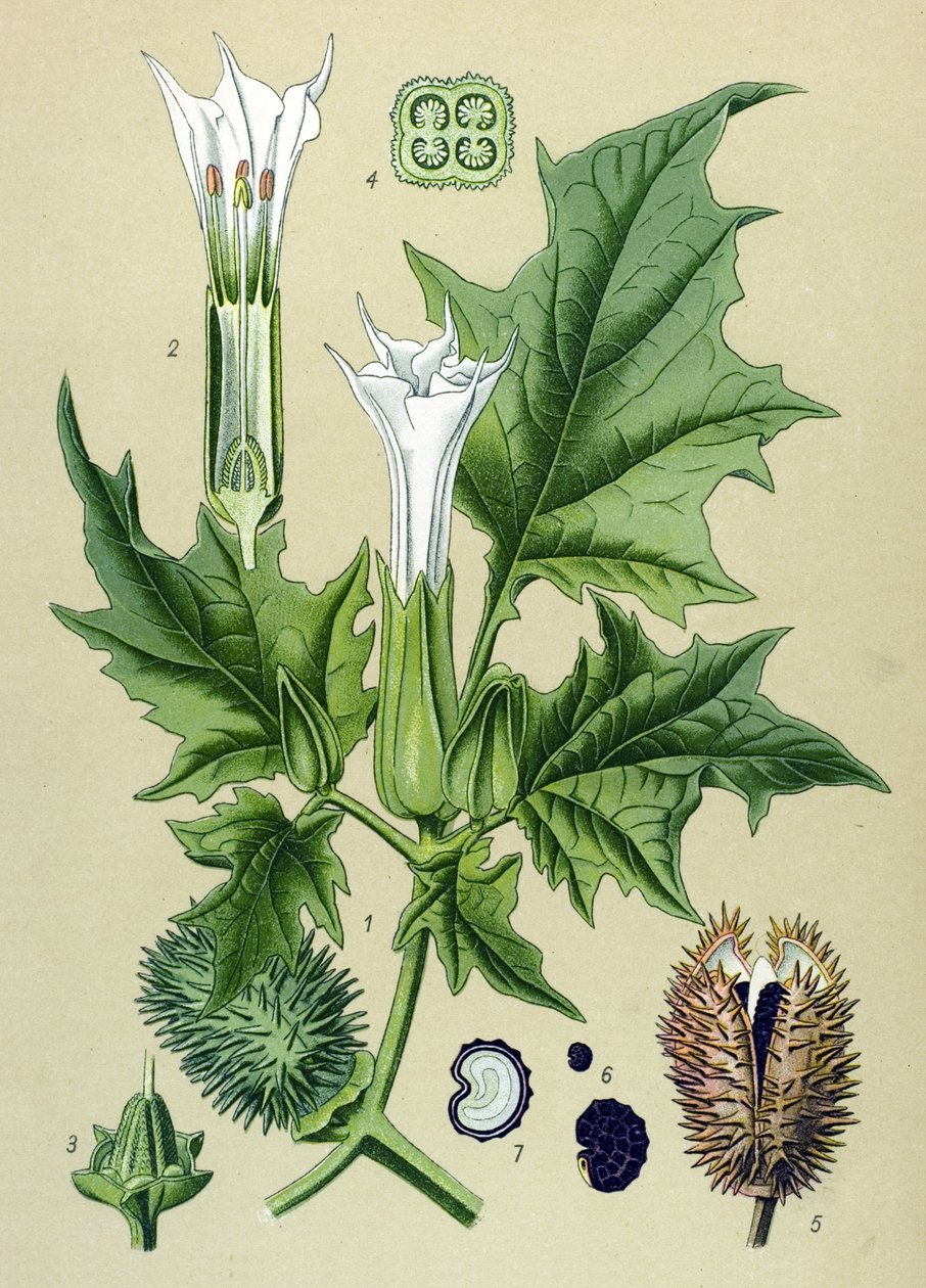 Botanisk bord, giftig plante (giftig): Datura stramoine eller stramoine officinal (Datura Stramonium) af Unbekannter Künstler