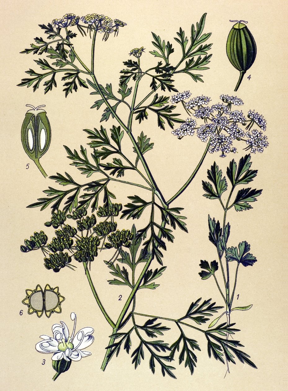 Botanisk bord, giftig plante (giftig): Hundepersille eller falsk persille (Aethusa cynapium) af Unbekannter Künstler