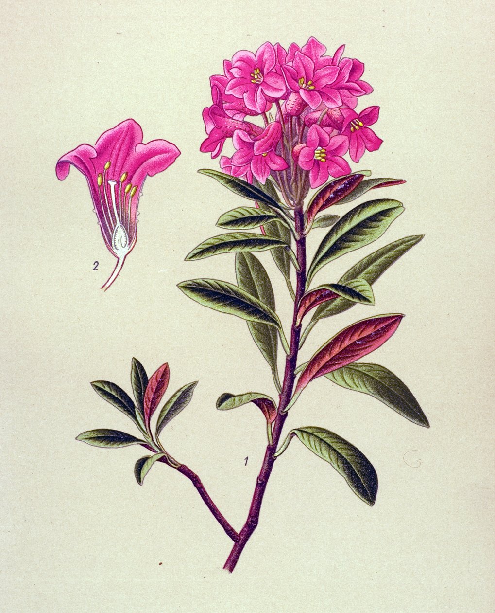 Botanisk bord, venenøs plante (giftig): Jernholdig rhododendron (Rhododendron ferrugineum) af Unbekannter Künstler