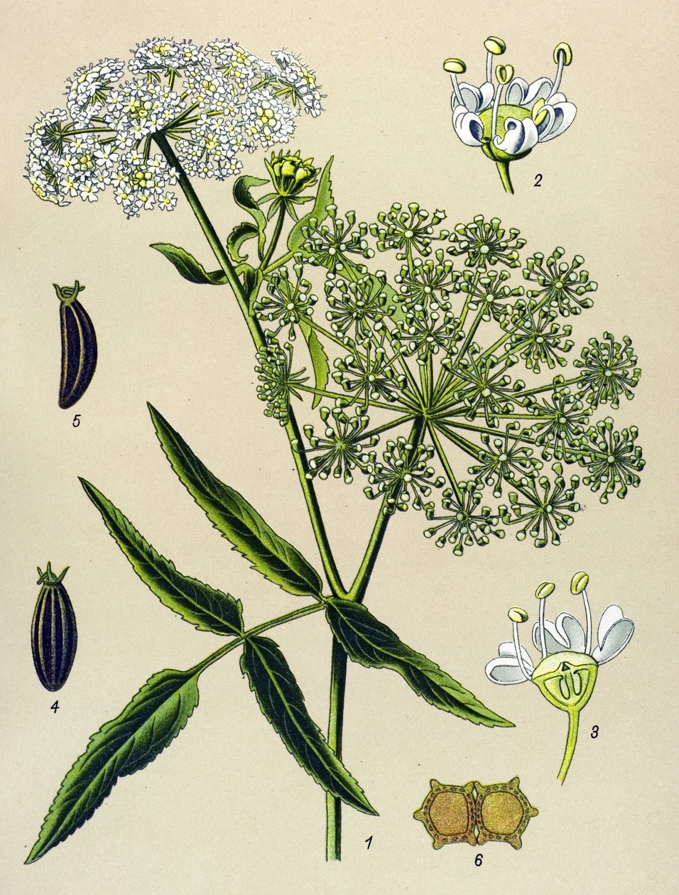 Botanisk bord, venenøs plante (giftig): Great Berle (Sium latifolium) af Unbekannter Künstler