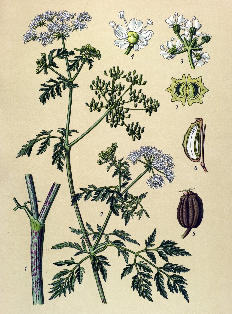 Botanisk bord, venenøs plante (giftig): Hemlock (Conium maculatum) af Unbekannter Künstler