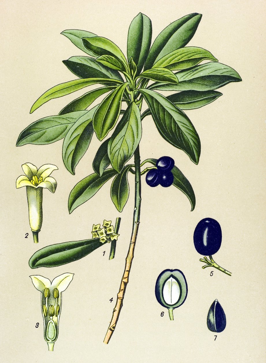 Botanisk bord, venenøs plante (giftig): Laurel (Daphne Laureola) af Unbekannter Künstler