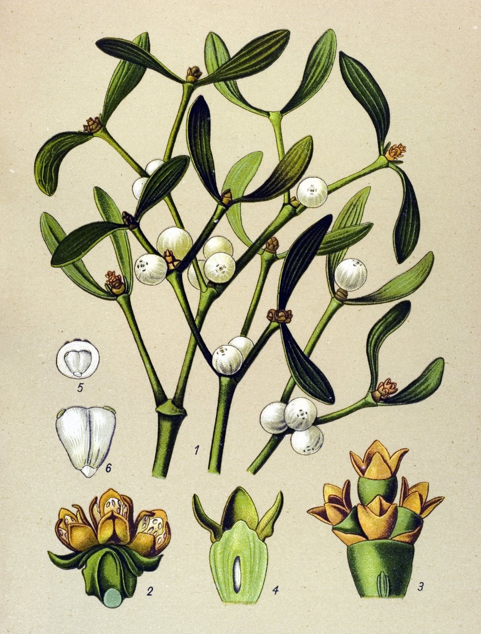 Botanisk bord, venenøs plante (giftig): Bladmistelten (Viscumalbum) af Unbekannter Künstler
