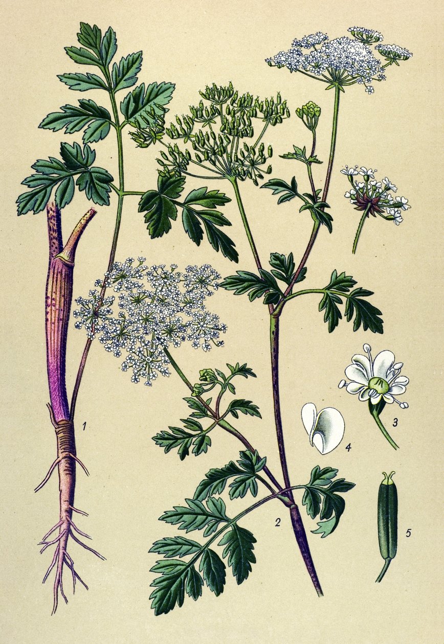 Botanisk bord, venenøs plante (giftig): Skæv kørvel (Chaerophyllum temulum) af Unbekannter Künstler