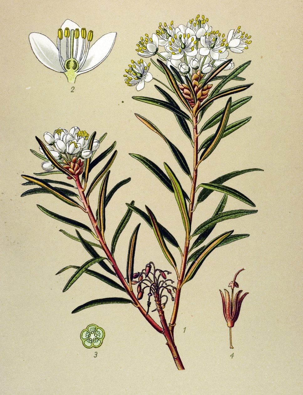 Botanisk bord, veneagtig plante (giftig): Marsh Ledon (Ledum palustre) af Unbekannter Künstler