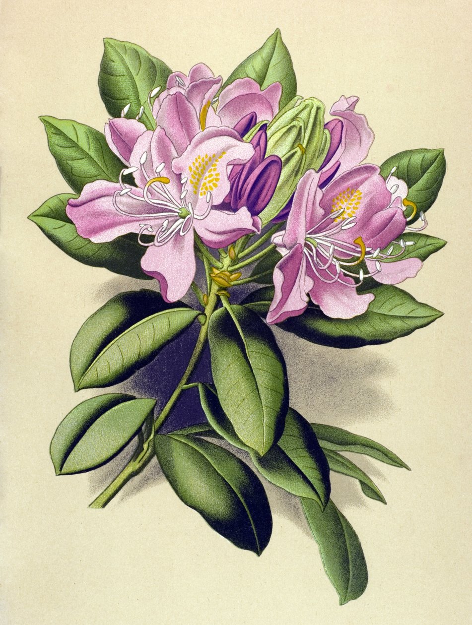 Botanisk bord, venenøs plante (giftig): Pontic Rhododendron (Rhododendron pontium) af Unbekannter Künstler