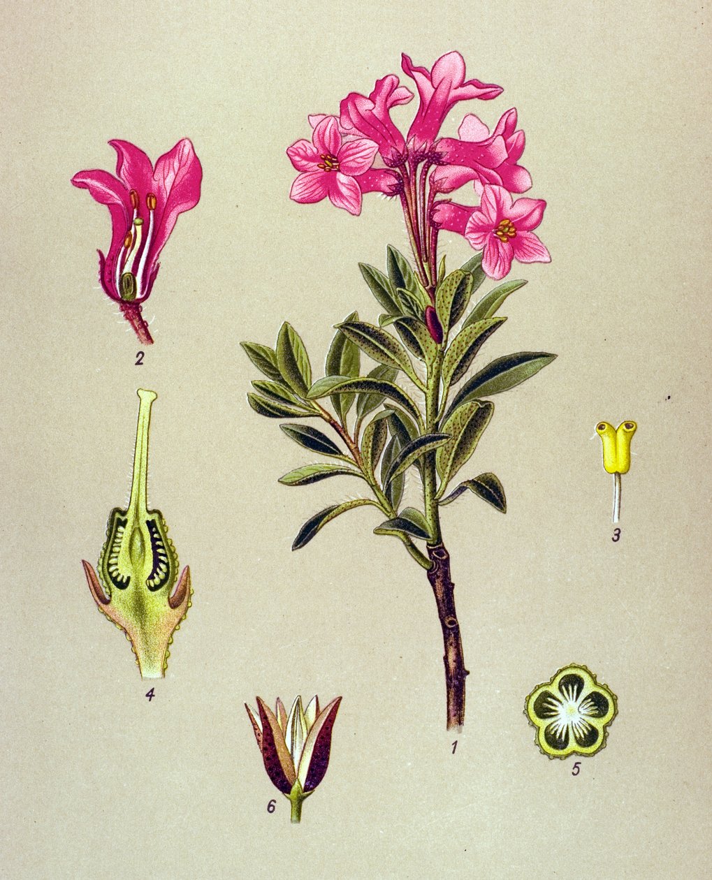 Botanisk bord, venenøs plante (giftig): Rhododendron cilie (Rhododendron hirsutum) af Unbekannter Künstler