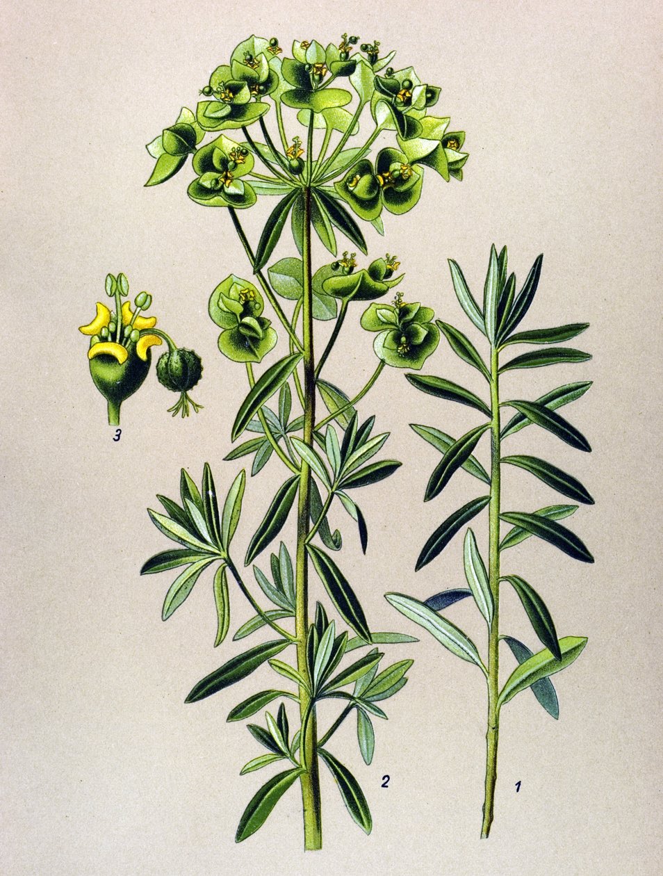 Botanisk bord, venenøs plante (giftig): Rund Eule eller Euphorbia Peplus (Euphorbia Peplus) af Unbekannter Künstler