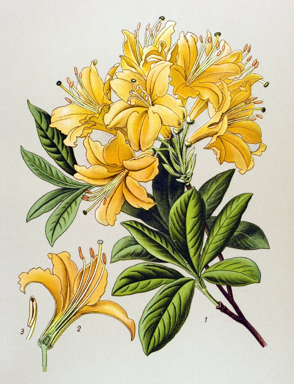Botanisk bord, venenøs plante (giftig): Gul azalee (Rhododendron luteum) af Unbekannter Künstler