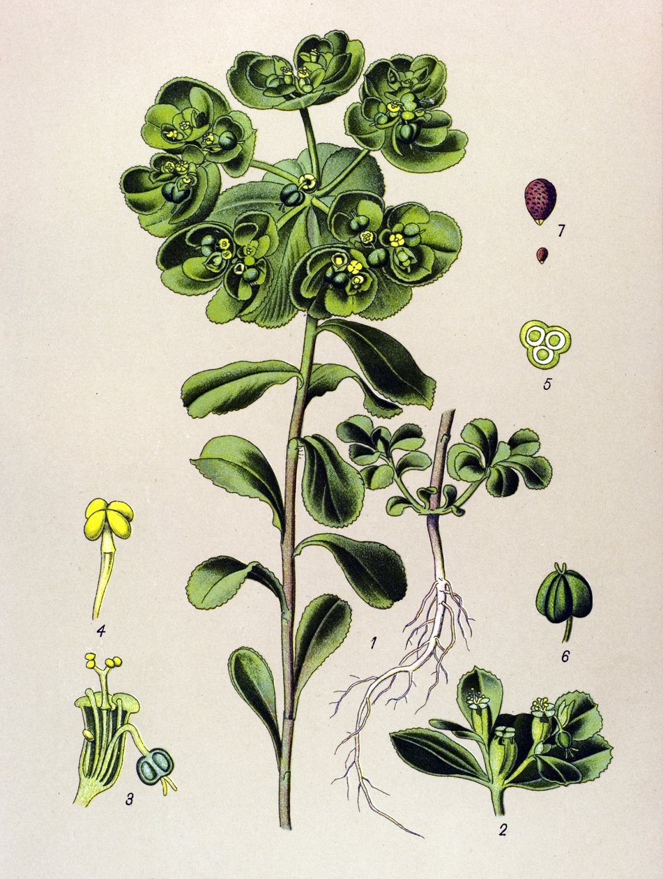 Botanisk bord, venenøs plante (giftig): euphorbia opvågning morgen eller lille lys (Euphorbia helioscopia) af Unbekannter Künstler