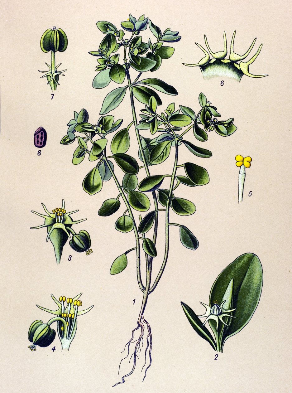 Botanisk bord, venenøs plante (giftig): euphorbia esule eller euphorbia acre af Unbekannter Künstler