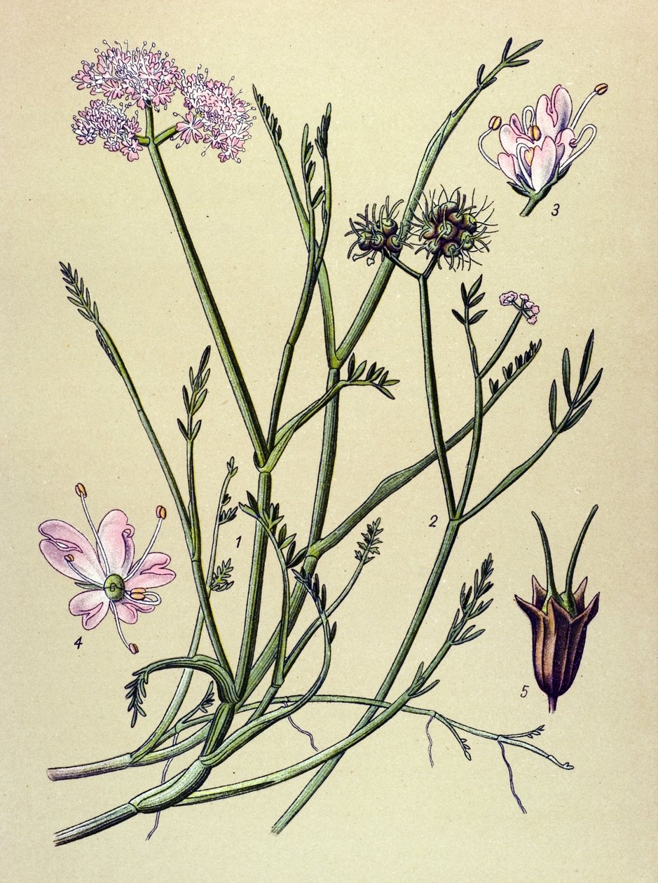 Botanisk bord, venenøs plante (giftig): fistel (Oenanthe fistulosa) af Unbekannter Künstler