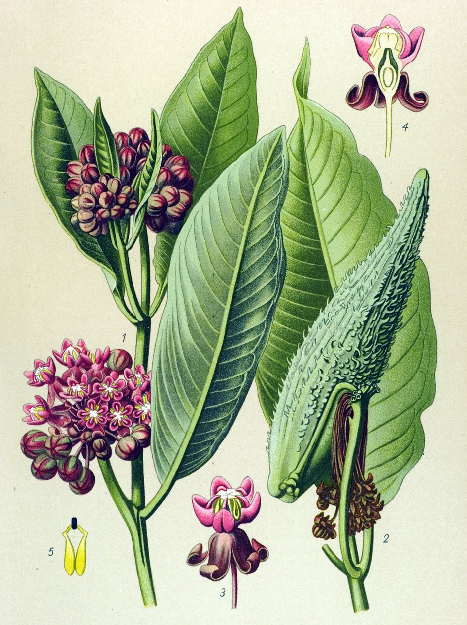 Botanisk bord, venenøs plante (giftig): parakitgræs (Asclepias Cornuti) af Unbekannter Künstler