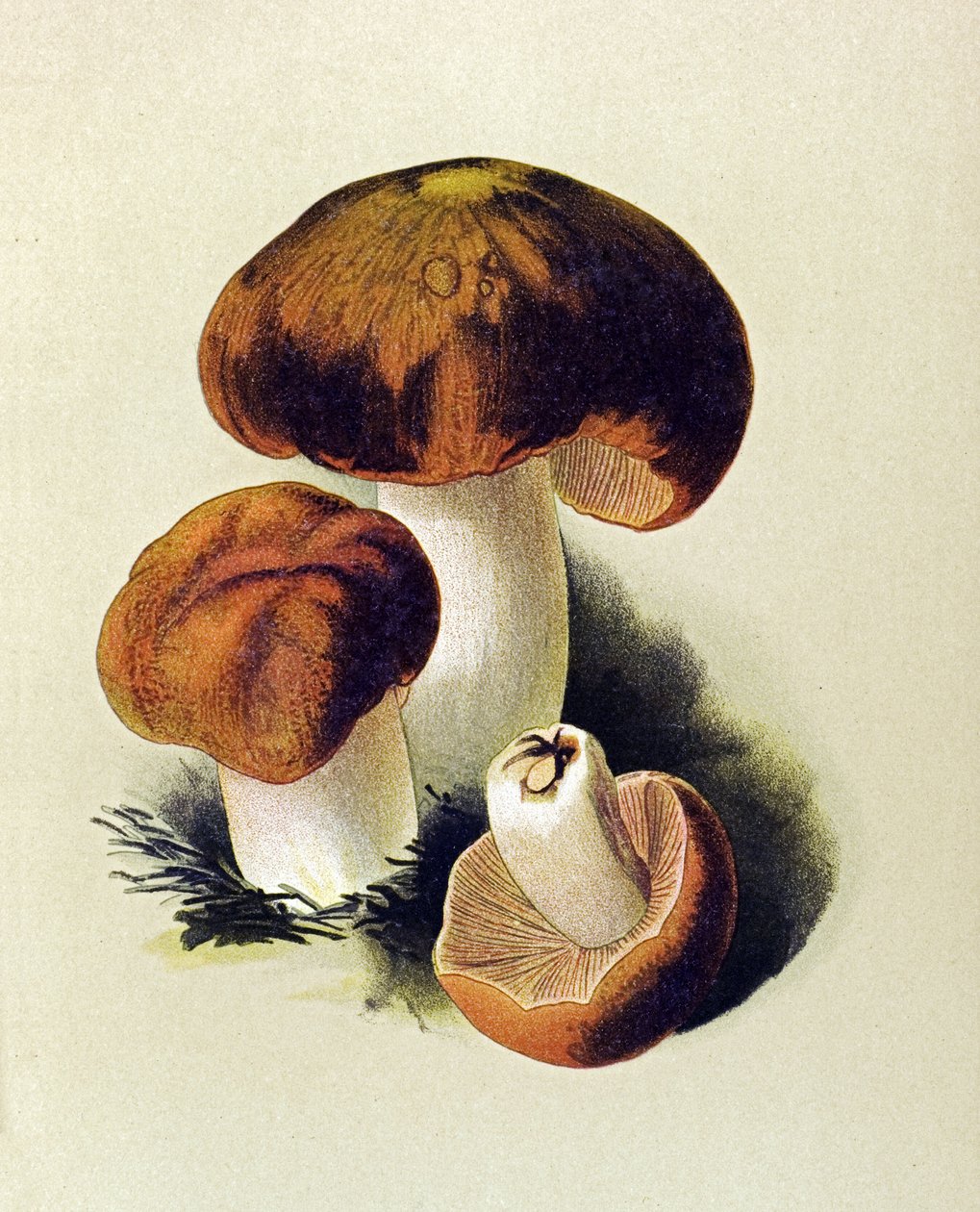 Botanisk tavle med giftig svamp (giftig): Russule foetens (Russula foetens) af Unbekannter Künstler
