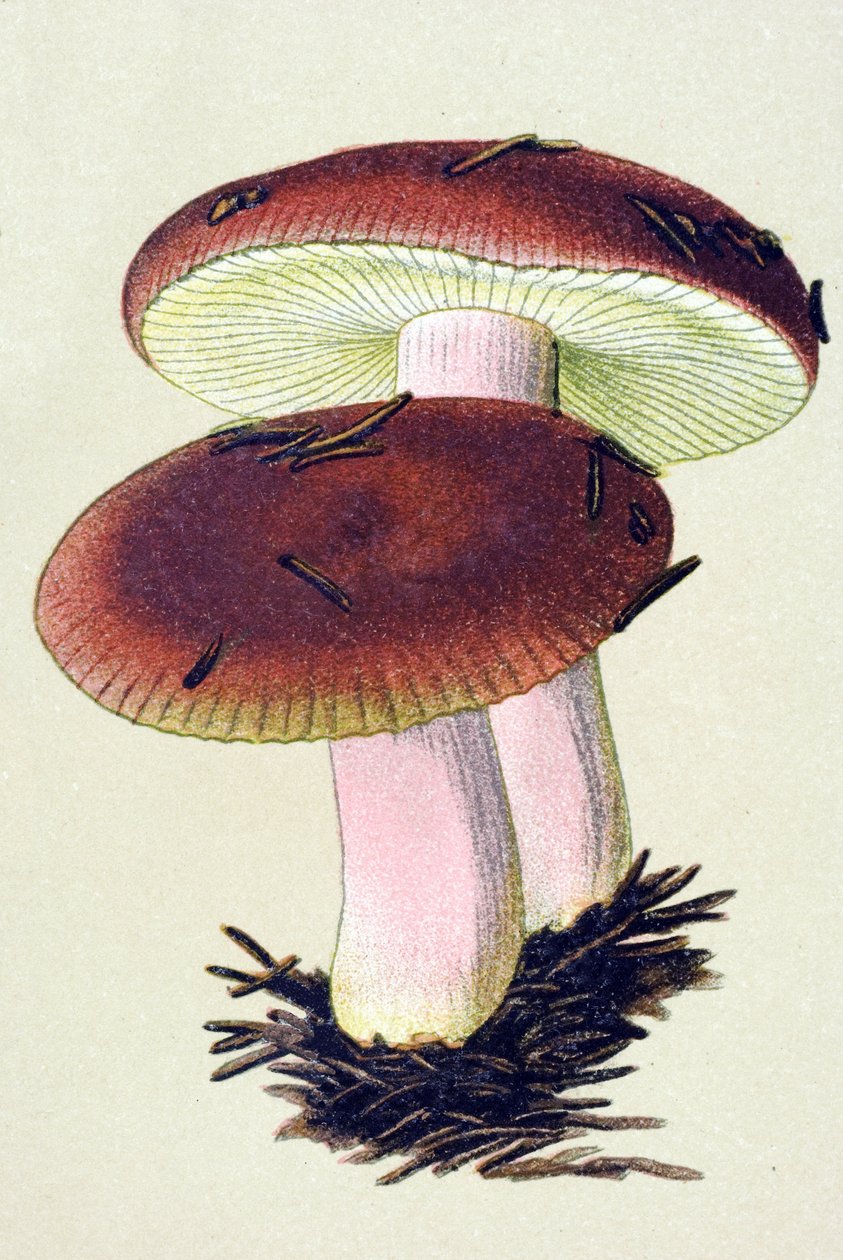 Botanisk tavle med giftig svamp (venenøs): Den emetiske russule (Russula emetica) af Unbekannter Künstler