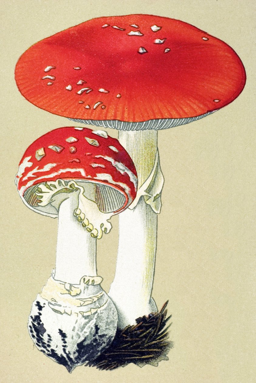 Botanisk tavle med giftig svamp (giftig): fluealanit (fluedræber) eller falsk appelsin (Amanita muscaria) af Unbekannter Künstler
