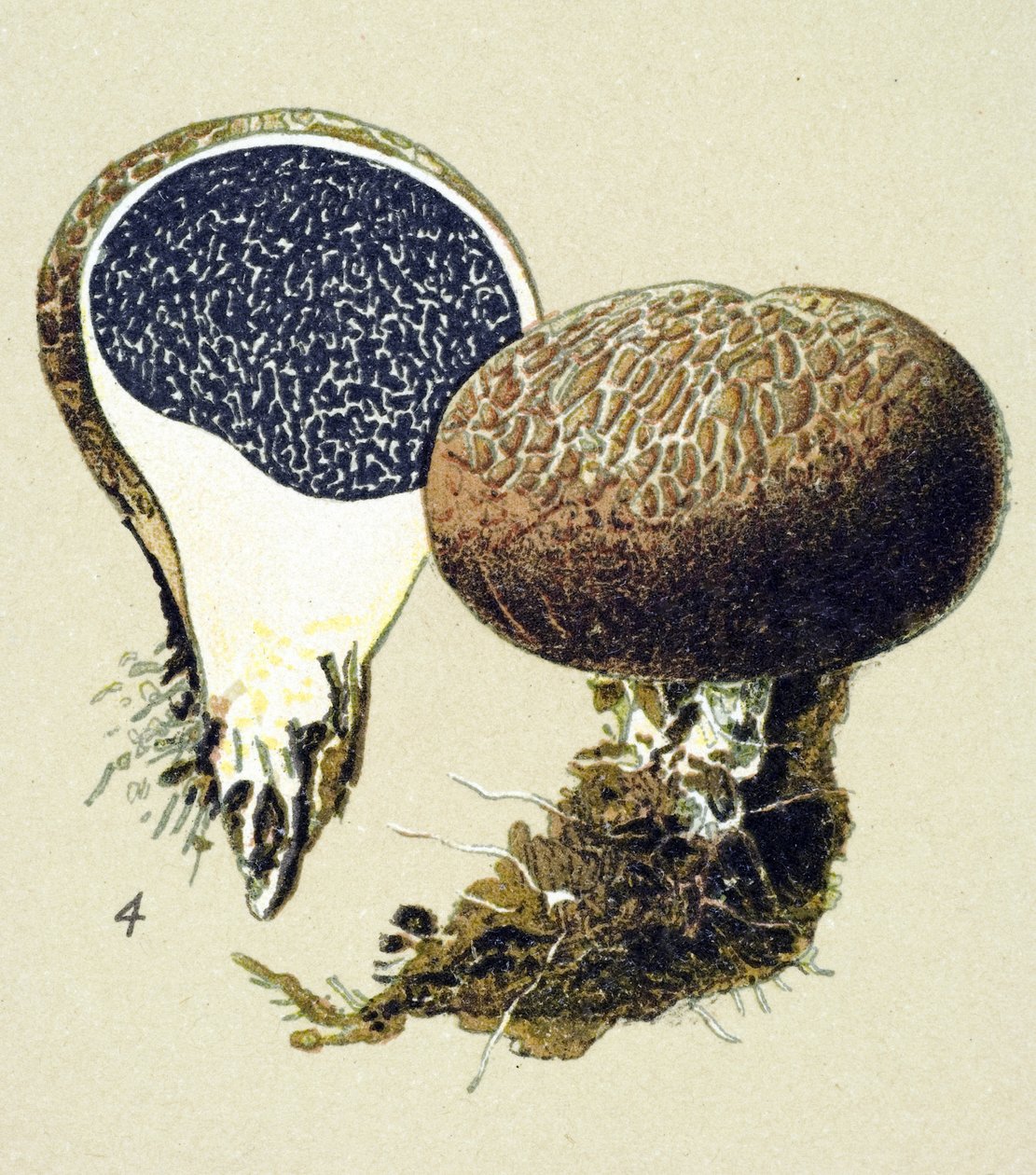 Botanisk tavle med giftig svamp (venenøs): vulgær sklerodermi (Scleroderma vulgare) af Unbekannter Künstler