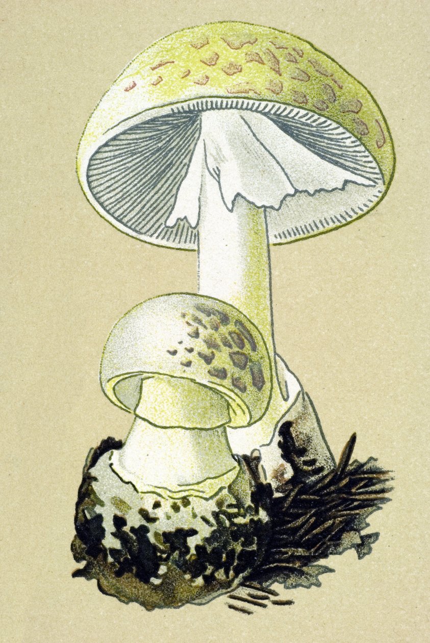 Botanisk tavle med giftig svamp (venøs): phalloid amanit (Amanita phalloides) af Unbekannter Künstler