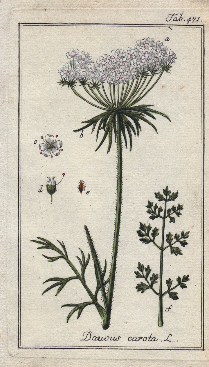 Botanisk: gulerodsblomst - Gulerodsblomster og -blade, Daucus carota. Håndkoloreret kobberstik efter en tegning af B. Thanner fra Johannes Zorns "Icons plantarum medicinalium", Tyskland. af Unbekannter Künstler