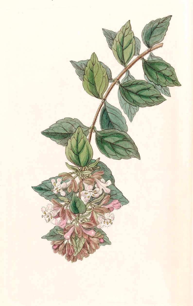 Botanisk illustration/Abelia chinensis/Abelia rupestris/Abelia of China/Abelia Rock af Unbekannt