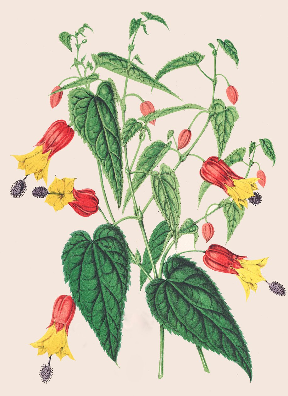 Botanisk illustration/Abutilon megapotamicum/Abutilon af Unbekannter Künstler